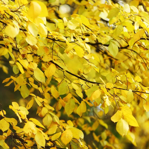 Осіннє листя крупним планом — стокове фото
