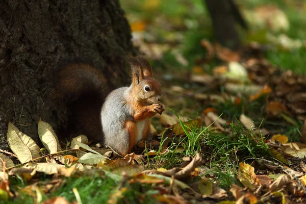 秋の森のリス — ストック写真