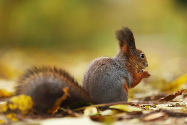 Squirrel in autumn forest — Stock Photo, Image