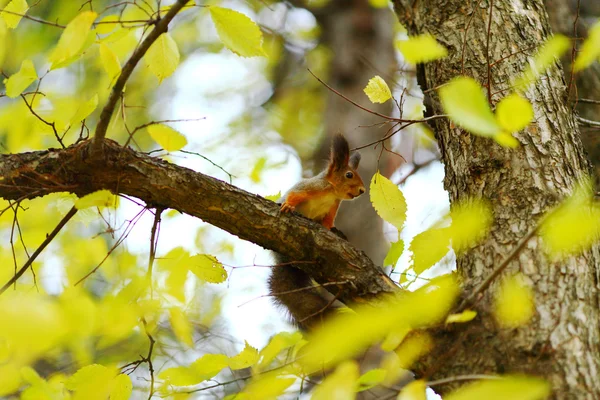 Orava syksyllä metsässä — kuvapankkivalokuva