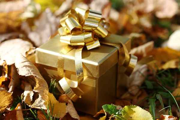 Autumn gift — Stock Photo, Image
