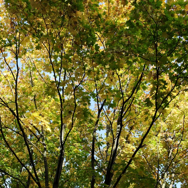 Hojas de otoño de cerca — Foto de Stock
