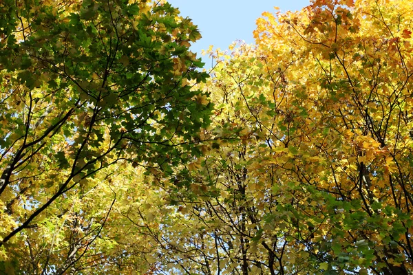 Φθινοπωρινά φύλλα κοντά — Φωτογραφία Αρχείου