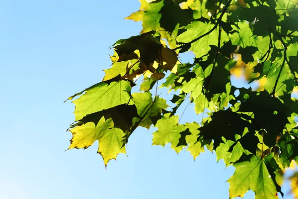 Herfst bladeren close-up — Stockfoto
