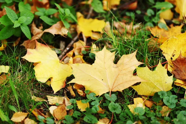 Hojas de otoño de cerca —  Fotos de Stock