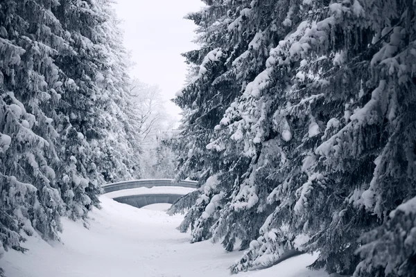 冬の木 — ストック写真