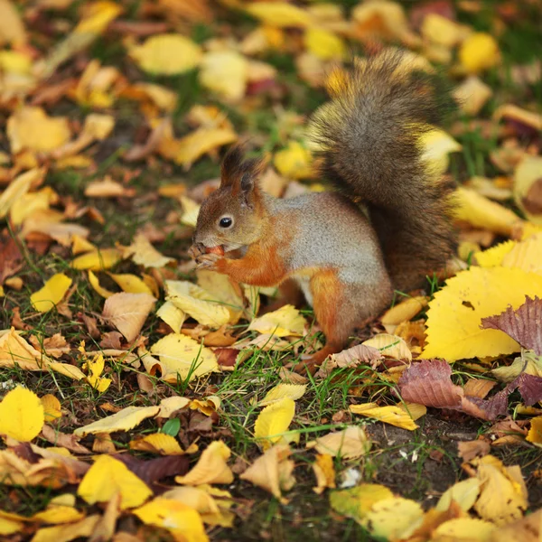 Veverka v podzimním lese — Stock fotografie