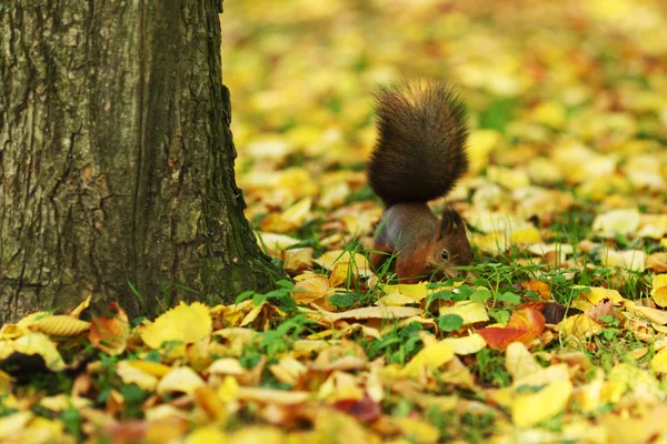 秋の森のリス — ストック写真