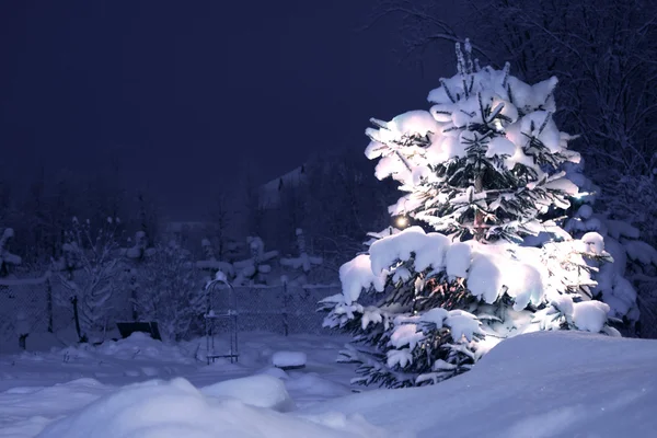 冬天松树 — 图库照片