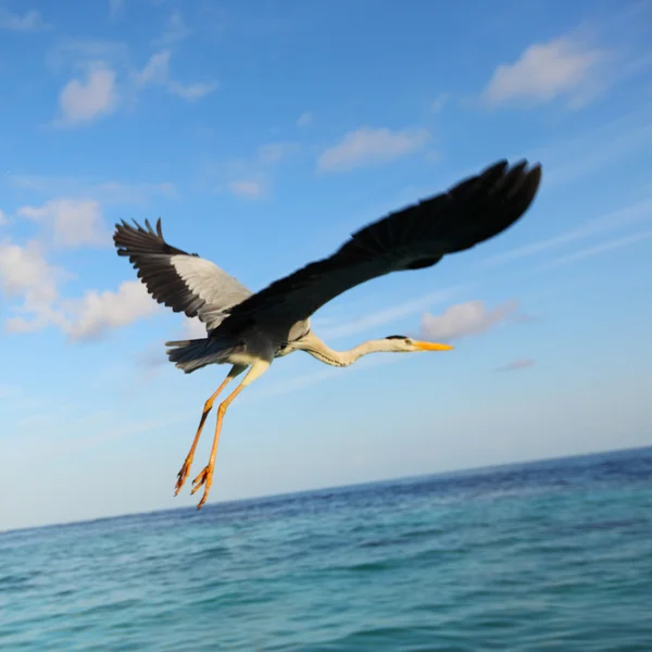 海の上のコウノトリ — ストック写真