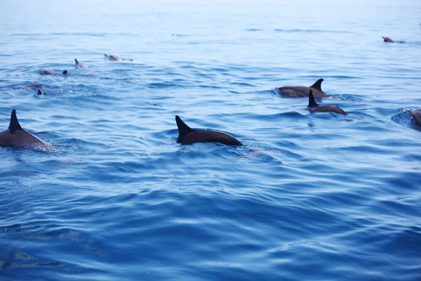 Dolphins in ocean waves — Stockfoto