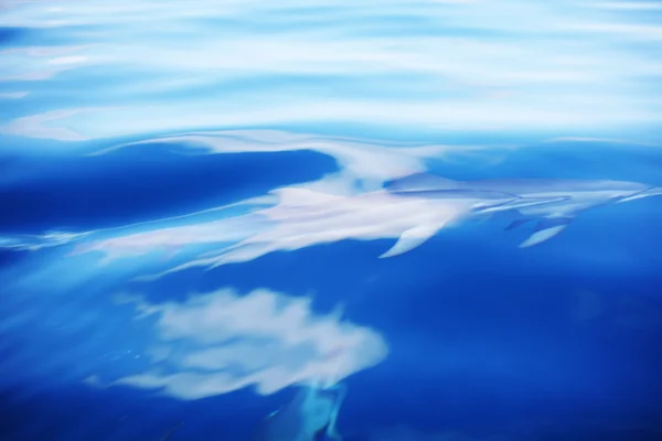 Delfiny w falach oceanu — Zdjęcie stockowe