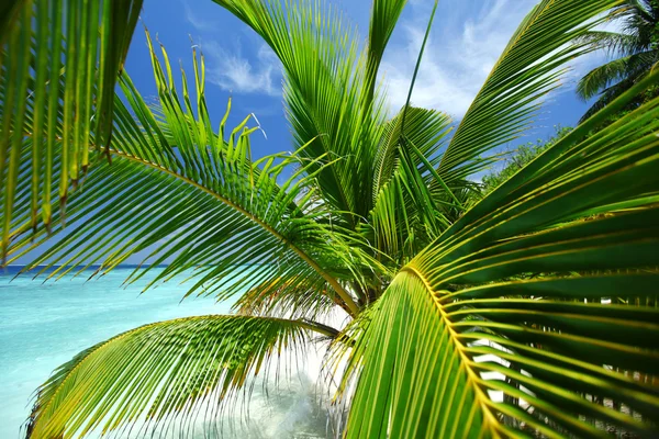 Tropisch eiland — Stockfoto