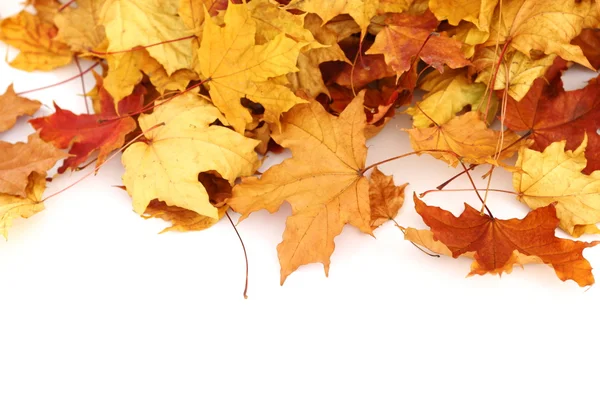 Podzimní listí izolované — Stock fotografie