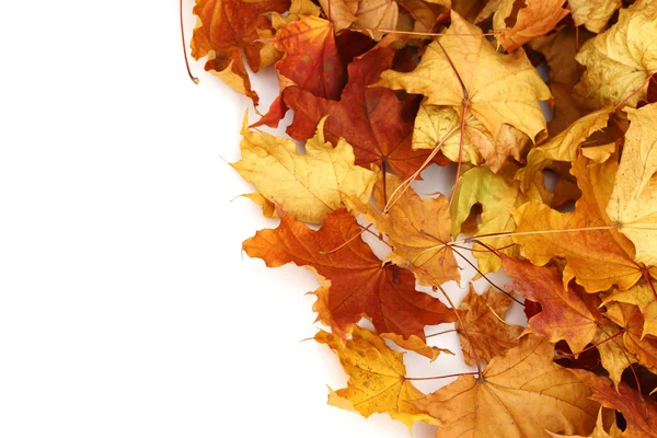 Herfstbladeren geïsoleerde — Stockfoto