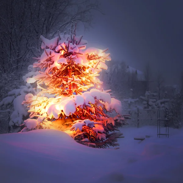 Kış çam ağacı — Stok fotoğraf