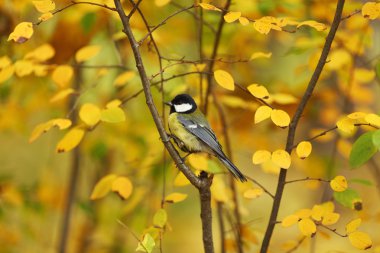 Chickadee bird clipart