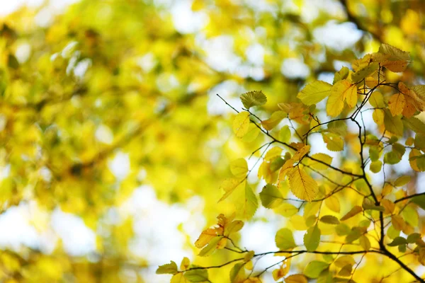 Φθινοπωρινά φύλλα κοντά — Φωτογραφία Αρχείου
