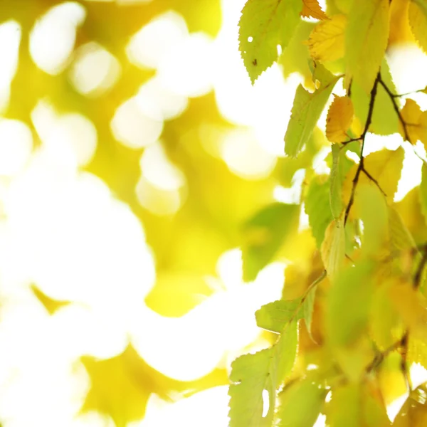 Folhas de outono fechar — Fotografia de Stock