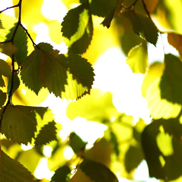 Autumn leaves close up — Stock Photo, Image