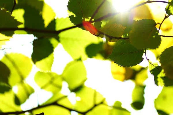 Folhas de outono fechar — Fotografia de Stock