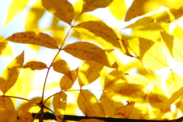秋の紅葉が終わり — ストック写真