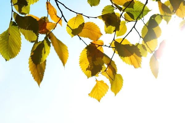 Őszi levelek közelednek — Stock Fotó
