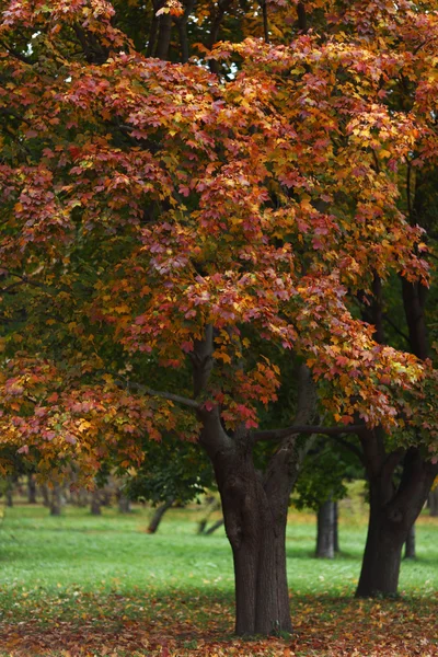 가 나무 — 스톡 사진