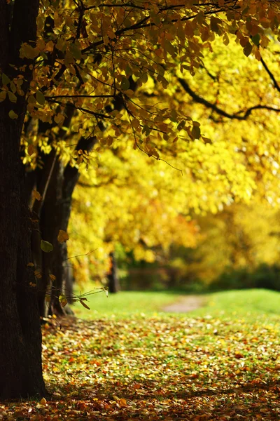 秋の木々 — ストック写真