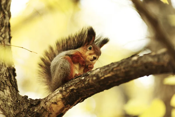 Wiewiórka w jesiennym lesie — Zdjęcie stockowe