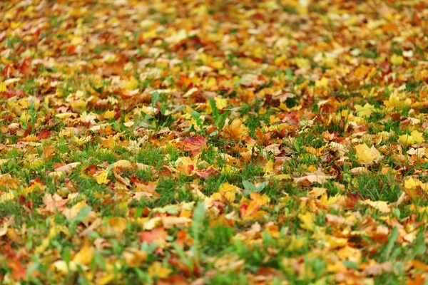 Осенние листья близко — стоковое фото