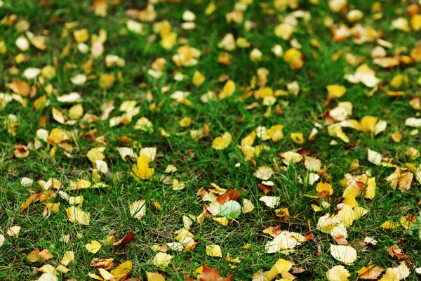 Jesienne liście z bliska — Zdjęcie stockowe