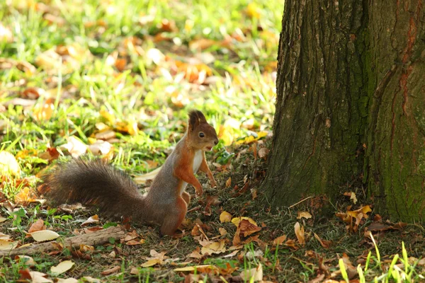 Esquilo na floresta de outono — Fotografia de Stock