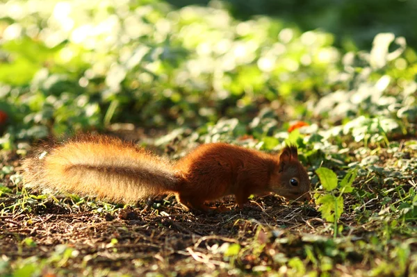 Esquilo na floresta de outono — Fotografia de Stock