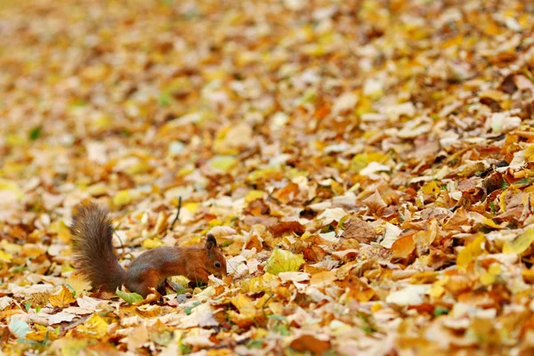 Mókus az őszi erdőben — Stock Fotó