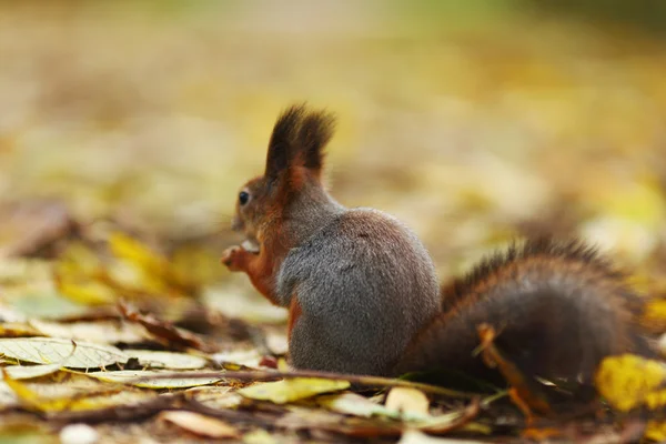 Esquilo na floresta de outono Imagens Royalty-Free