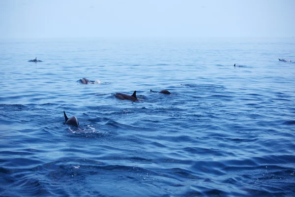 Delfiny w falach oceanu — Zdjęcie stockowe