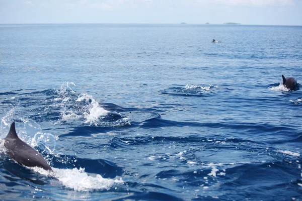 Delfine in Meereswellen — Stockfoto
