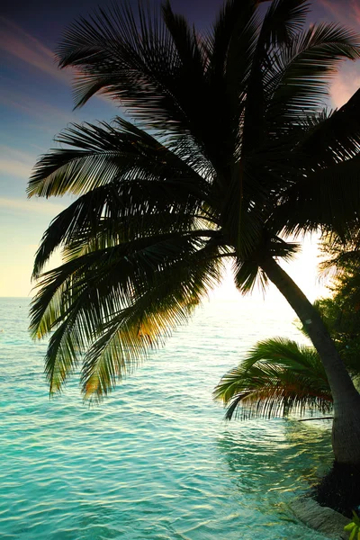 Tropický ostrov — Stock fotografie