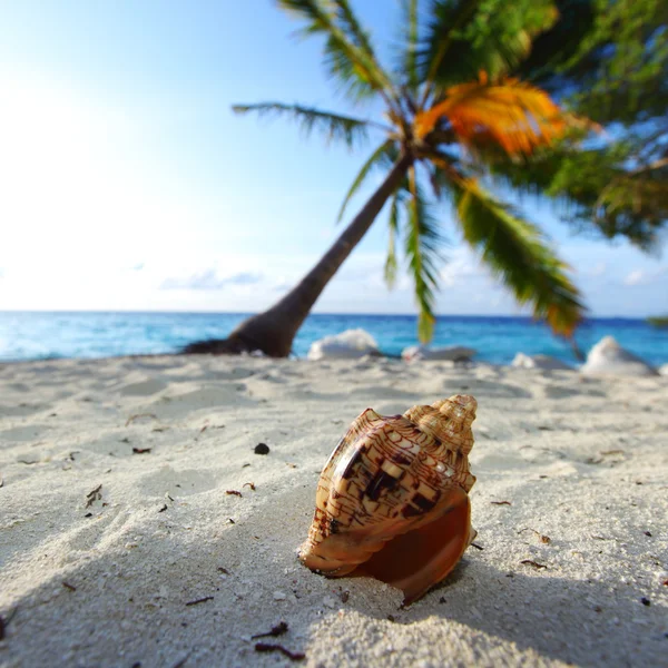 Shell on sand — Stock Photo, Image