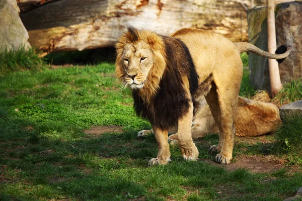 stock image Lion