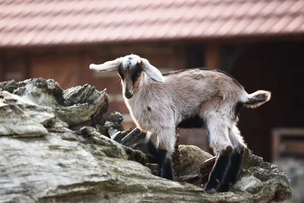 Small Goat — Stock Photo, Image