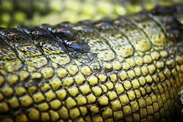 Cocodrilo gavial — Foto de Stock