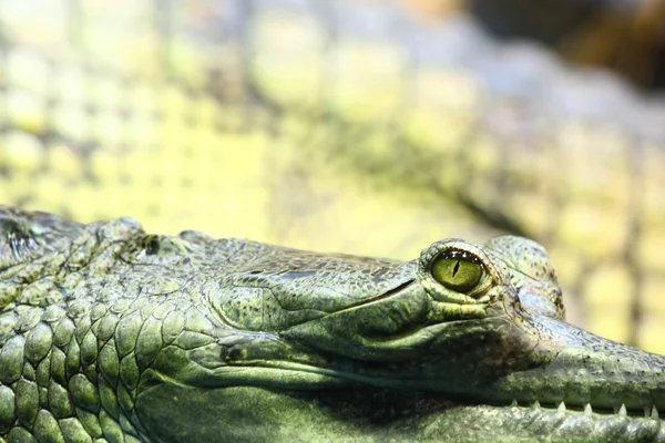 Gavial 鳄鱼 — 图库照片