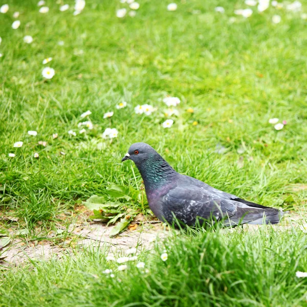 비둘기 잔디 — 스톡 사진