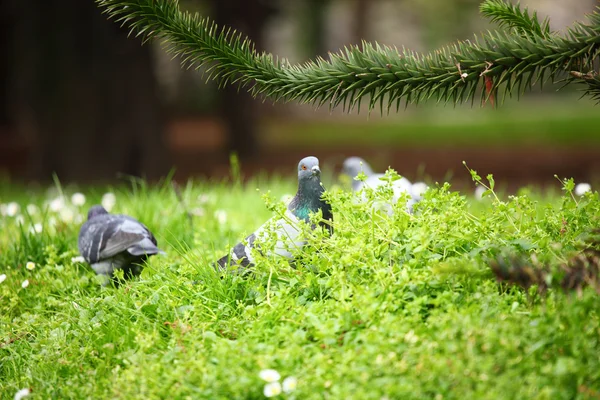 Pigeon grass — Stock Photo, Image