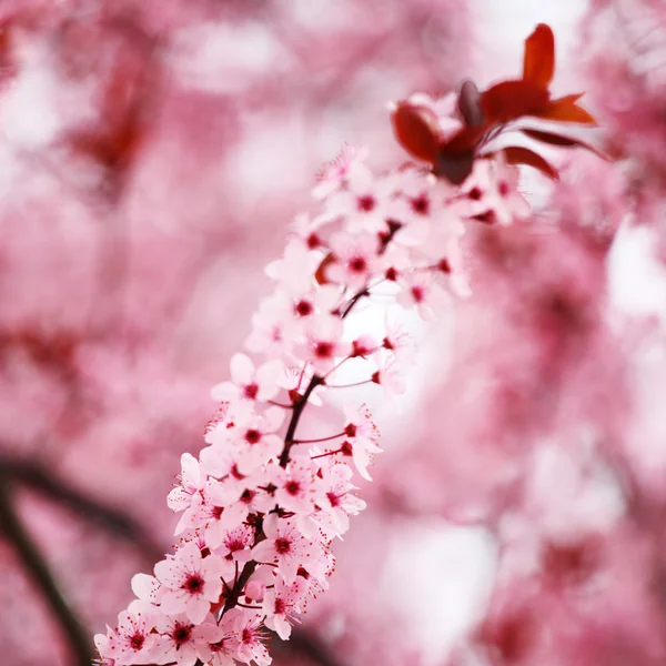 Розовая сакура — стоковое фото