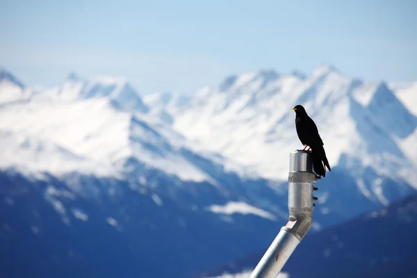 Dağlar sığırcık kuşu — Stok fotoğraf