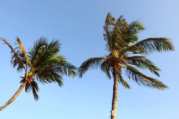 Palm v modré obloze — Stock fotografie