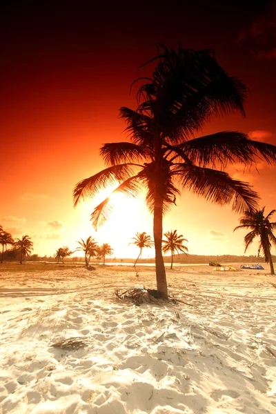 Sunrise palm — Stockfoto